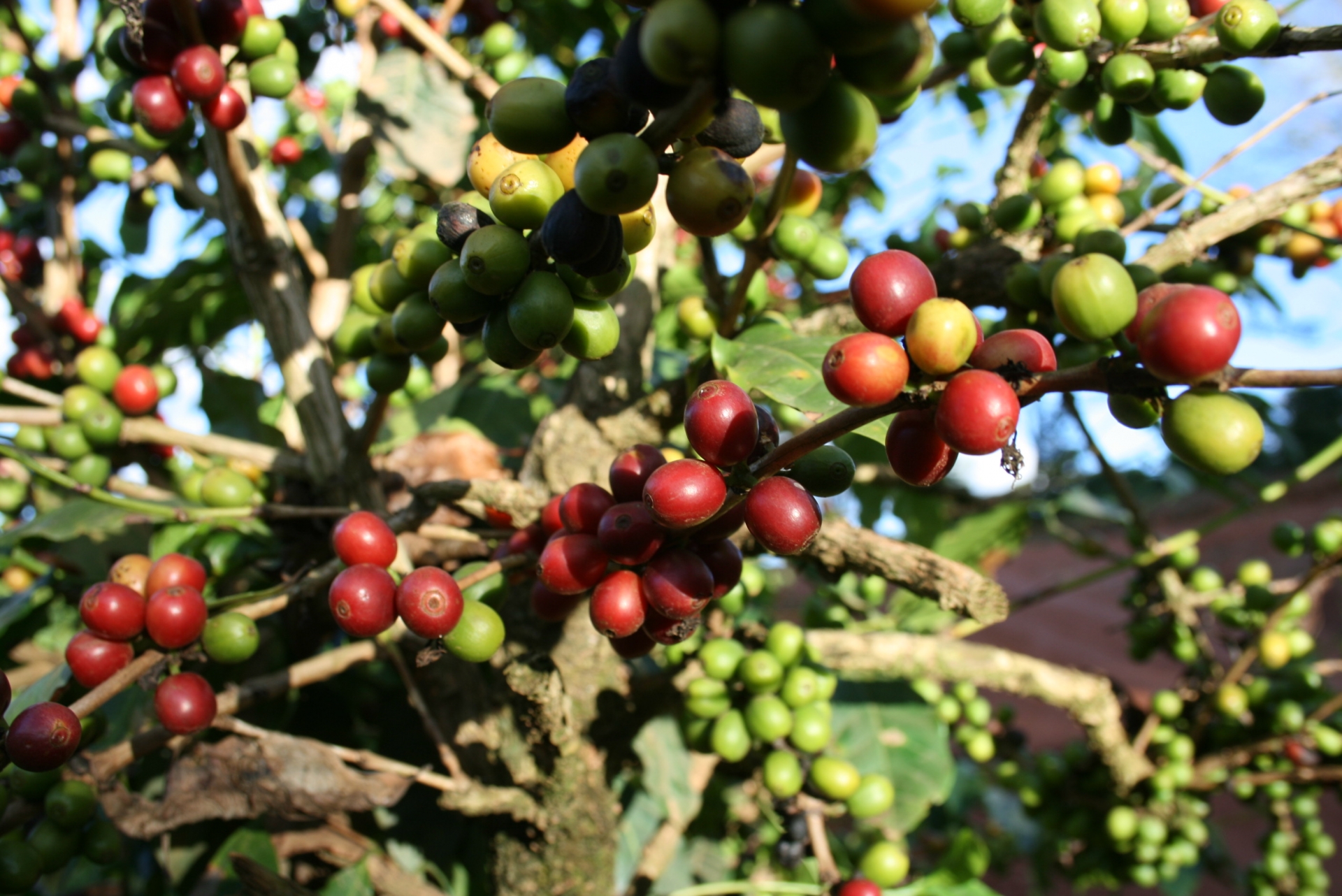 国産コーヒーとは? 希少な理由とおすすめの日本産コーヒーを紹介