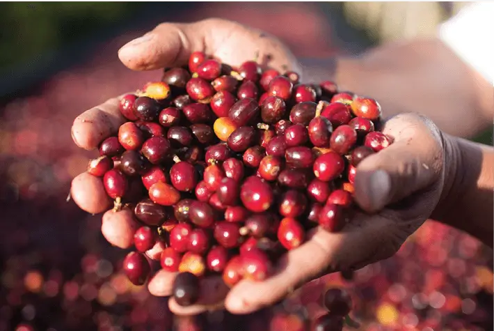 Image: スターバックスのエシカルな調達について 2